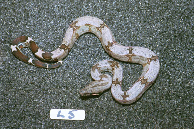 L5: 2003 Surinam Redtail male