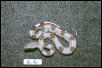 L6: 2003 Surinam Redtail female