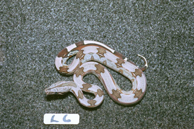 L6: 2003 Surinam Redtail female