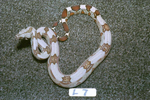 L7: 2003 Surinam Redtail male