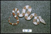 L8: 2003 Surinam Redtail female