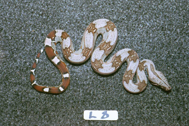 L8: 2003 Surinam Redtail female