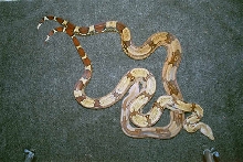 Stripped Female