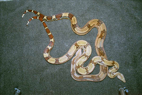 Stripped Female