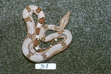 S1: 2003 Surinam Redtail female
