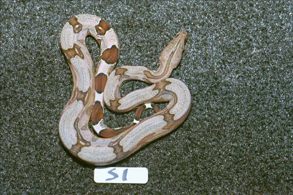 S1: 2003 Surinam Redtail female