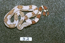 S2: 2003 Surinam Redtail female