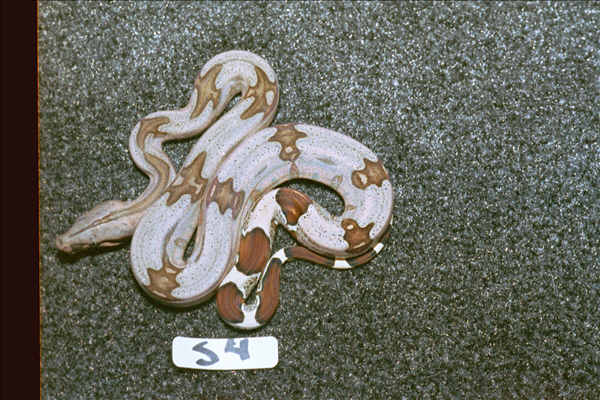 S4: 2003 Surinam Redtail male