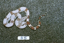S5: 2003 Surinam Redtail female