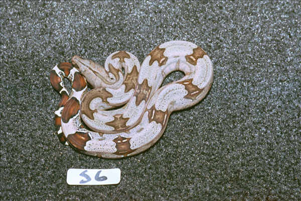 S6: 2003 Surinam Redtail female
