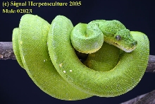 PL lime male