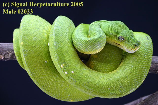PL lime male
