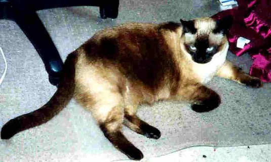 Kotti lying between computer and blanket