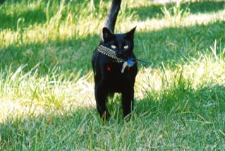 Panther bringing me Da Bird feathers