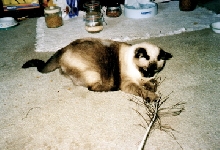 Lady Kotton playing with a peacock  feather