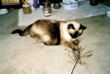 Lady Kotton playing with a peacock  feather