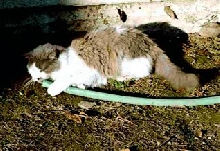 Missy attacks the hose