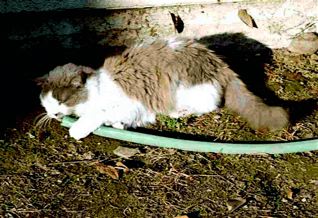 Missy attacks the hose