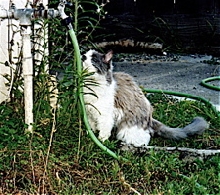 Missy drinks from outdoor faucet