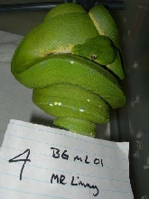 BG Mr. Limey line female