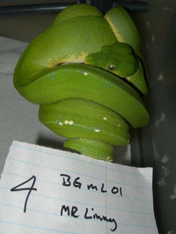 BG Mr. Limey line female