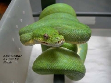 BG Blue Bird female