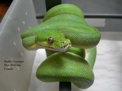 BG Blue Bird female