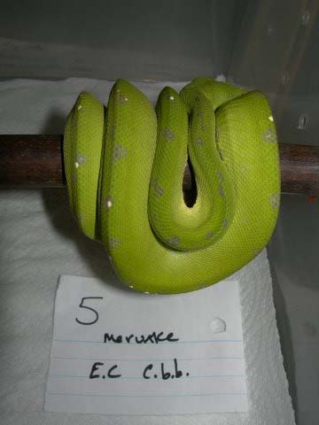 EC CBB Merauke