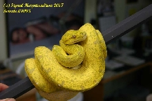 Female "Tiger Stripe" 04093