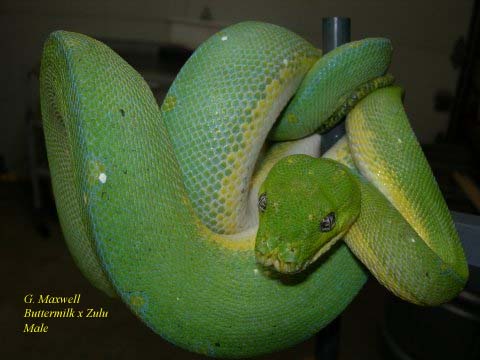 Maxwell Buttermilk x Zulu