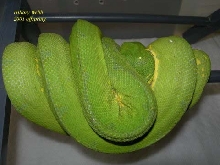 Hillary Webb line chondro