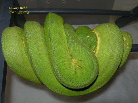 Hillary Webb line chondro