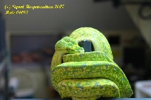 Male "Tiger Stripe" 04097