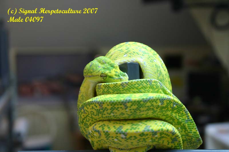 Male "Tiger Stripe" 04097