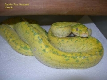 Rander Zoo yellow female
