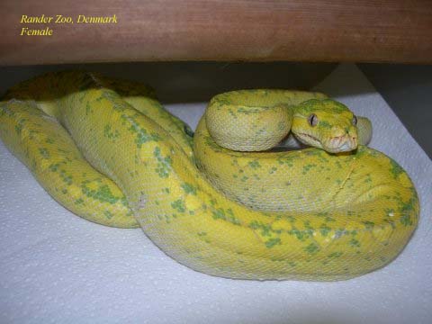 Rander Zoo yellow female