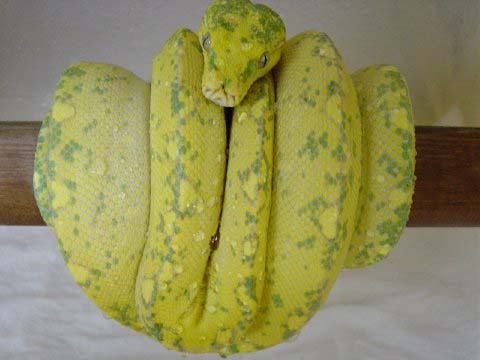Rander Zoo yellow female