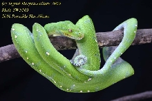 Pure Merauke 50% Poss Het Albino