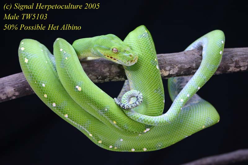 Pure Merauke 50% Poss Het Albino