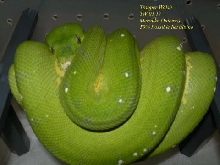 Merauke Outcross female