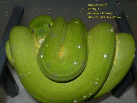 Merauke Outcross female