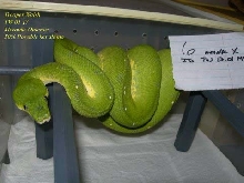 Merauke Outcross female
