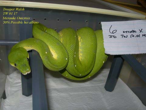 Merauke Outcross female