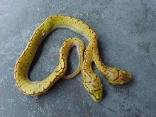 Bushmaster 2 headed chondro