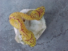 two headed chondro