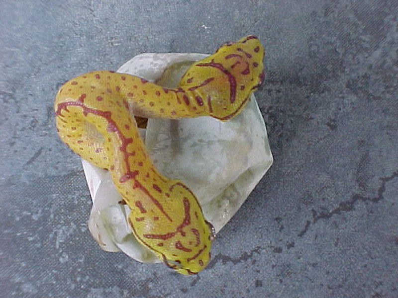 two headed chondro