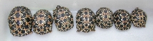 Young Radiated Tortoises
