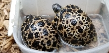 Nice Babies