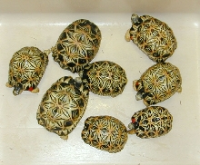 Radiated Tortoises