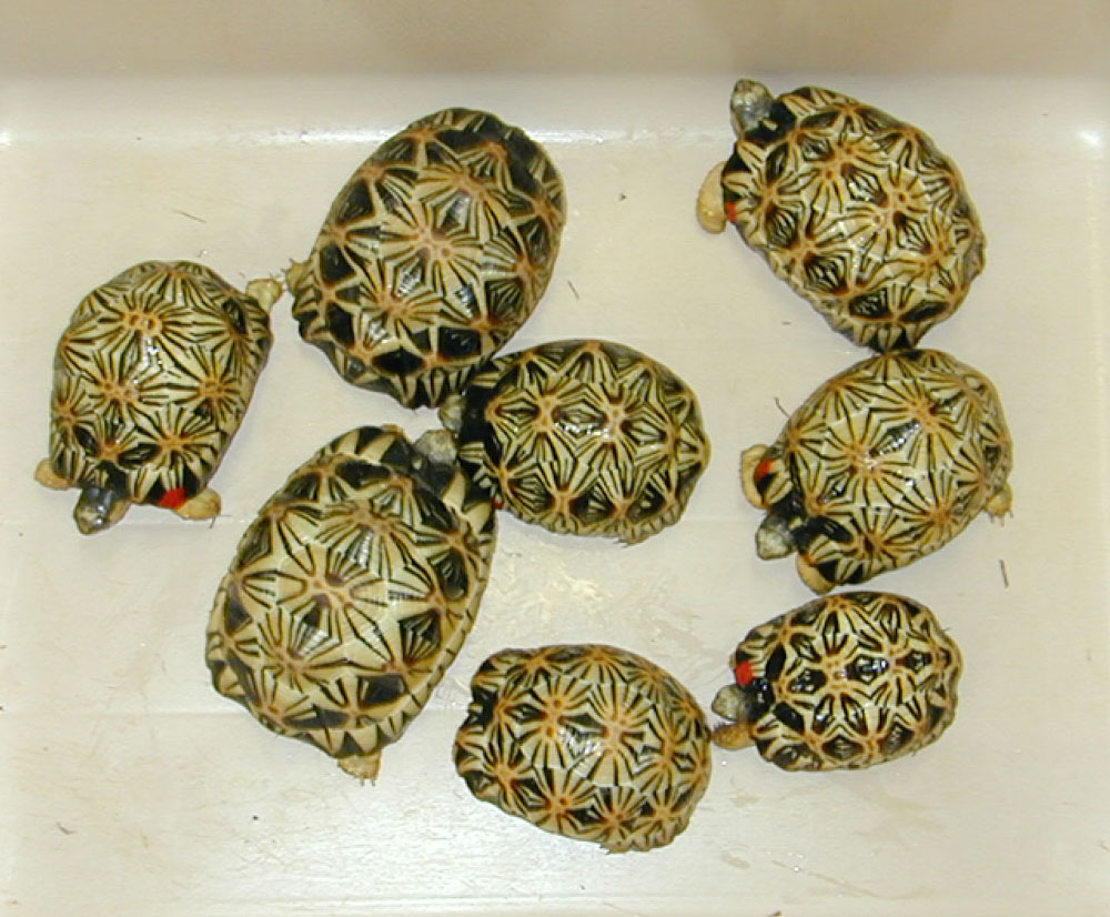 Radiated Tortoises